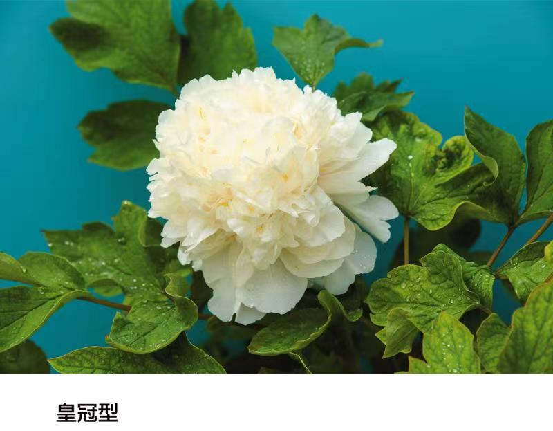 皇冠型