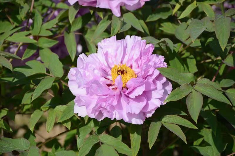 菊花型