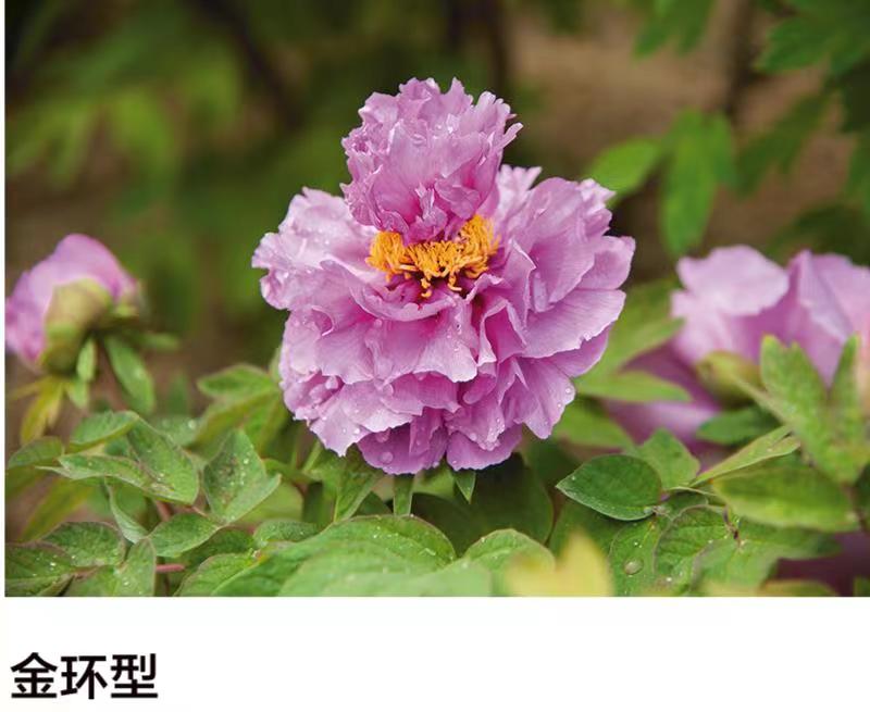金环型
