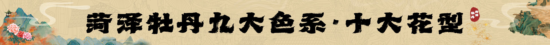 牡丹图1