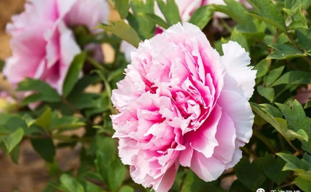 首页- 中国牡丹之都